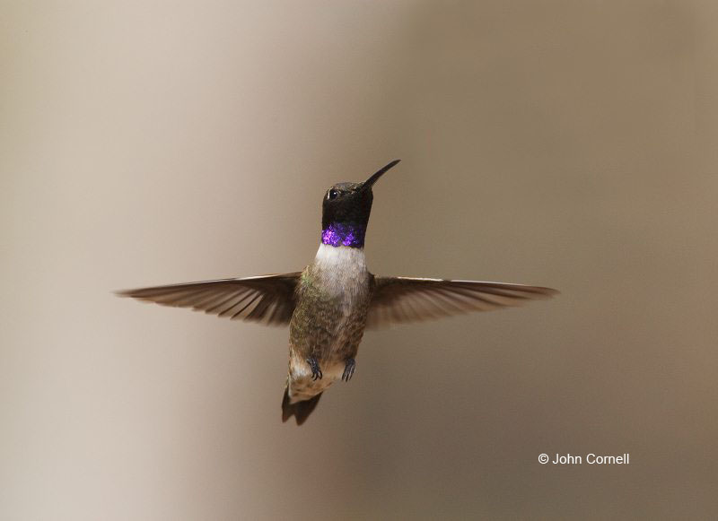 Black-chinned Hummingbird;Hummingbird;Archilochus alexandri;Flying bird;action;aloft;behavior;flight;fly;flying;soar;wing;winged;wings;one animal;Color Image;Photography;Birds;Animals in the Wild;Flight;Action;Active;in flight;motion;movement;soaring